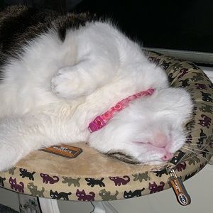 Meet your Posher, Ann